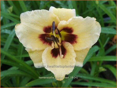 Hemerocallis &#039;Piano Man&#039; | Daglelie | Taglilie