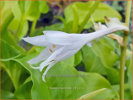 Hosta &#039;Invincible&#039; | Hosta, Hartlelie, Funkia | Funkie