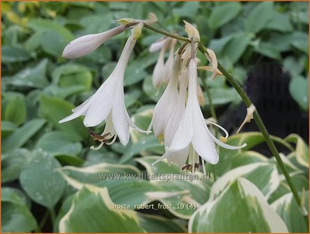 Hosta &#039;Robert Frost&#039; | Hosta, Hartlelie, Funkia | Funkie