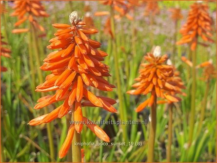 Kniphofia 'Poco Sunset' | Vuurpijl, Fakkellelie | Fackellilie