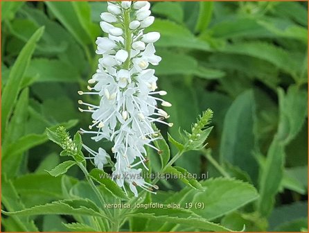 Veronica longifolia 'Alba' | Lange ereprijs, Ereprijs | Langbl&auml;ttriger Ehrenpreis