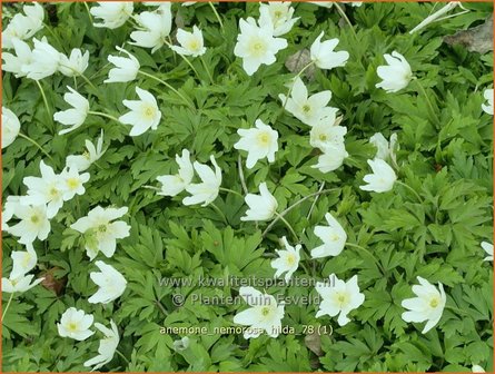 Anemone nemorosa &#039;Hilda&#039; | Bosanemoon, Anemoon | Busch-Windr&ouml;schen