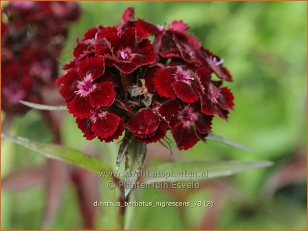 Dianthus barbatus &#039;Nigrescens&#039; | Duizendschoon, Anjer | Bartnelke