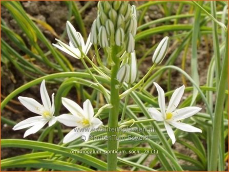 Ornithogalum ponticum 'Sochi' | Bosvogelmelk, Vogelmelk | Milchstern | Star-of-Bethlehem