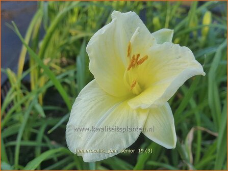 Hemerocallis 'Joan Senior' | Daglelie | Taglilie