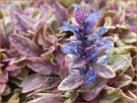 Ajuga tenorii &#039;Princess Nadia&#039; | Zenegroen | Kriechender G&uuml;nsel