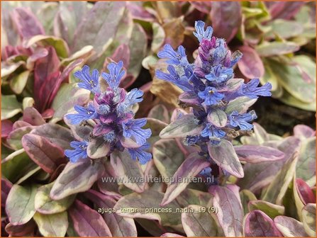 Ajuga tenorii &#039;Princess Nadia&#039; | Zenegroen | Kriechender G&uuml;nsel