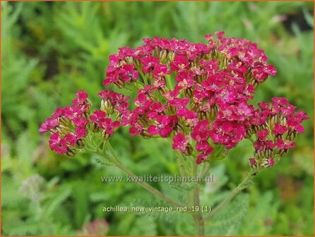 Achillea millefolium 'New Vintage Red' | Duizendblad | Gewöhnliche Schafgarbe