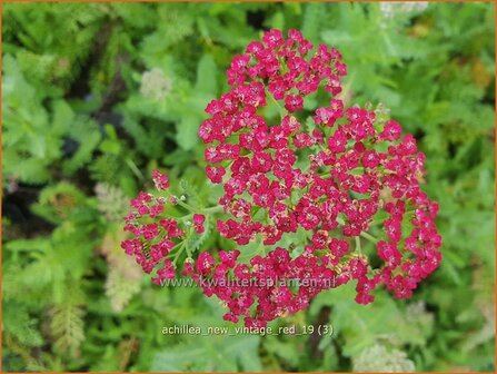 Achillea millefolium 'New Vintage Red' | Duizendblad | Gewöhnliche Schafgarbe