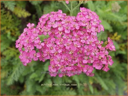 Achillea millefolium &#039;New Vintage Rose&#039; | Duizendblad | Gew&ouml;hnliche Schafgarbe