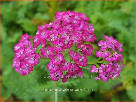 Achillea millefolium &#039;New Vintage Violet&#039; | Duizendblad | Gew&ouml;hnliche Schafgarbe