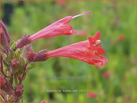 Agastache 'Kudos Red' | Dropplant, Anijsnetel | Duftnessel
