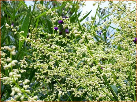 Artemisia lactiflora &#039;Wei&szlig;e Dame&#039; | Witte bijvoet, Alsem, Bijvoet | Wei&szlig;e Raute