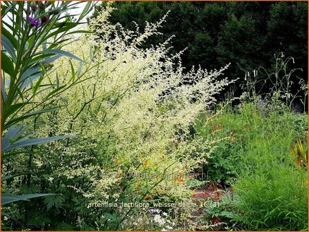 Artemisia lactiflora &#039;Wei&szlig;e Dame&#039; | Witte bijvoet, Alsem, Bijvoet | Wei&szlig;e Raute