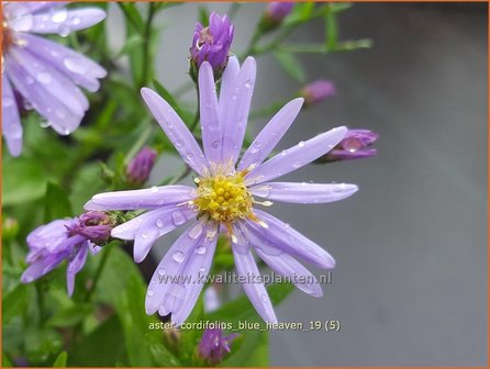 Aster cordifolius 'Blue Heaven' | Hartbladaster, Aster | Herzbl&auml;ttrige Schleier-Aster
