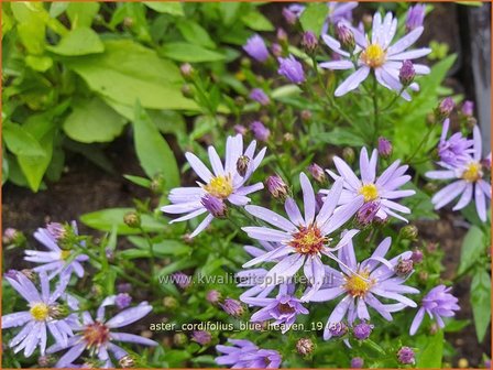 Aster cordifolius 'Blue Heaven' | Hartbladaster, Aster | Herzbl&auml;ttrige Schleier-Aster