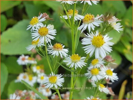 Aster ericoides &#039;Weisser Zwerg&#039; | Heideaster, Sluieraster, Aster | Heide-Aster