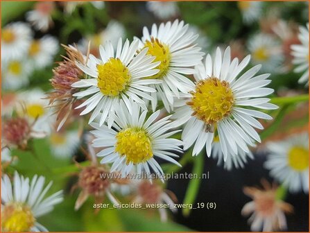 Aster ericoides &#039;Weisser Zwerg&#039; | Heideaster, Sluieraster, Aster | Heide-Aster