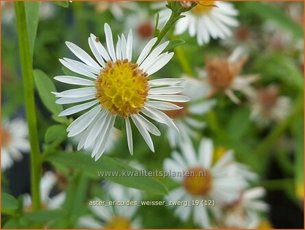 Aster ericoides &#039;Weisser Zwerg&#039; | Heideaster, Sluieraster, Aster | Heide-Aster