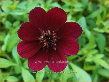 Cosmos atrosanguineus 'Eclipse' | Chocoladecosmea, Cosmea | Schokoladenblume