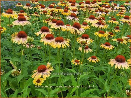 Echinacea purpurea 'Rainbow Apricot' | Rode zonnehoed, Zonnehoed | Roter Sonnenhut
