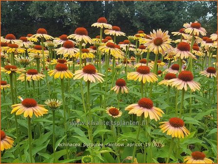 Echinacea purpurea 'Rainbow Apricot' | Rode zonnehoed, Zonnehoed | Roter Sonnenhut