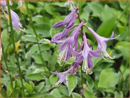 Hosta &#039;Allan P. McConnell&#039; | Hosta, Hartlelie, Funkia | Funkie