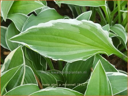 Hosta &#039;Allan P. McConnell&#039; | Hosta, Hartlelie, Funkia | Funkie