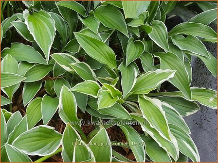 Hosta &#039;Allan P. McConnell&#039; | Hosta, Hartlelie, Funkia | Funkie