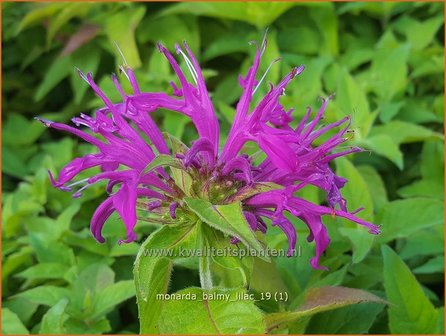 Monarda &#039;Balmy Lilac&#039; | Bergamotplant, Indianennetel | Indianernessel