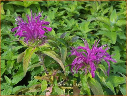 Monarda &#039;Balmy Lilac&#039; | Bergamotplant, Indianennetel | Indianernessel