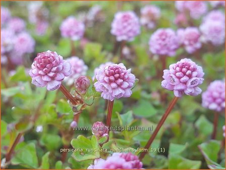 Persicaria runcinata &#039;Needham&#039;s Form&#039; | Duizendknoop | Kn&ouml;terich