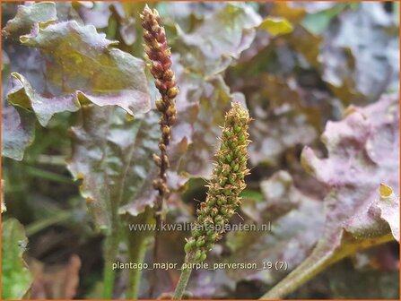 Plantago major &#039;Purple Perversion&#039; | Grote weegbree, Weegbree | Rotbl&auml;ttriger Wegerich