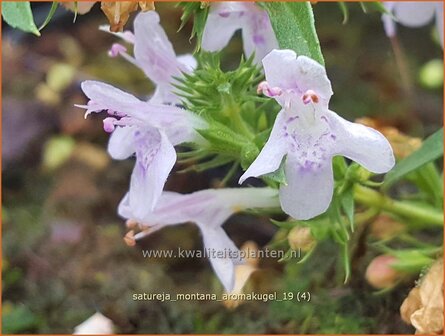 Satureja montana 'Aromakugel' | Winterbonenkruid, Bergbonenkruid, Bonenkruid | Berg-Bohnenkraut