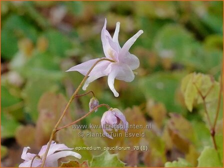 Epimedium pauciflorum | Elfenbloem | Wenigbl&uuml;tige Elfenblume