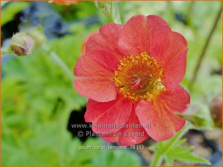 Geum 'Coral Tempest' | Nagelkruid | Nelkenwurz