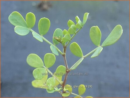 Coronilla valentina subsp. glauca | Kroonkruid | Kronwicke | Bastard Senna