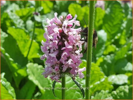 Stachys officinalis 'Rosea' | Betonie, Koortskruid, Andoorn | Echter Ziest