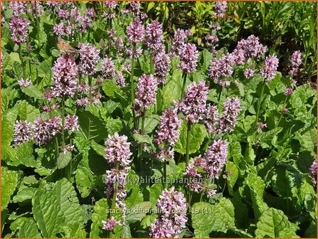 Stachys officinalis 'Rosea' | Betonie, Koortskruid, Andoorn | Echter Ziest