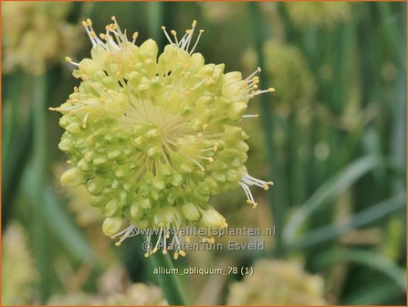 Allium obliquum | Siberisch look, Sierui, Look | Schiefer-Lauch