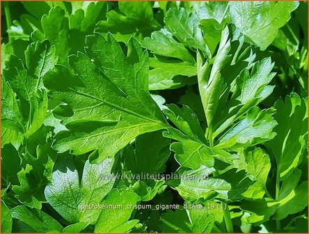 Petroselinum crispum &#039;Gigante d&#039;Italia&#039; | Peterselie | Krause Petersilie