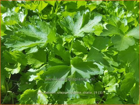 Petroselinum crispum &#039;Gigante d&#039;Italia&#039; | Peterselie | Krause Petersilie