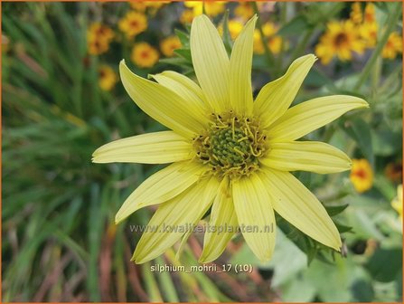 Silphium mohrii | Zonnekroon | Silphie