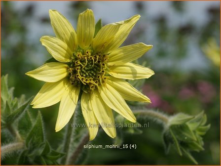 Silphium mohrii | Zonnekroon | Silphie