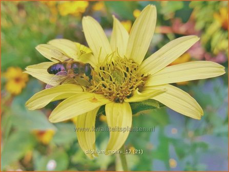 Silphium mohrii