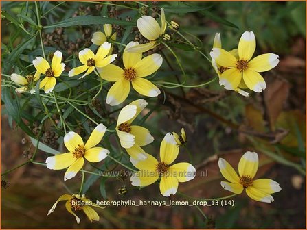 Bidens aurea &#039;Hannay&#039;s Lemon Drop&#039; | Tandzaad | Zweizahn