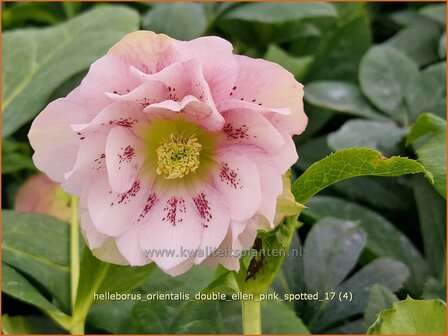 Helleborus orientalis 'Double Ellen Pink Spotted' | Kerstroos, Lenteroos, Vastenroos, Nieskruid | Lenzrose