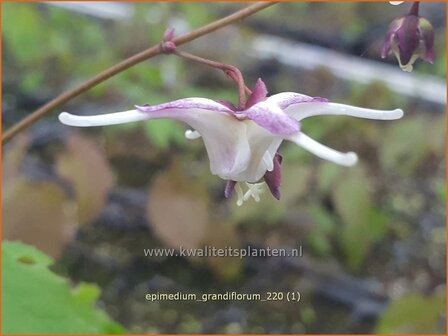 Epimedium grandiflorum | Elfenbloem | Gro&szlig;bl&uuml;tige Elfenblume