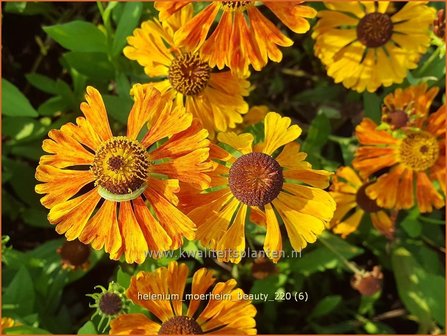 Helenium &amp;#39;Moerheim Beauty&amp;#39; | Zonnekruid | Sonnenbraut