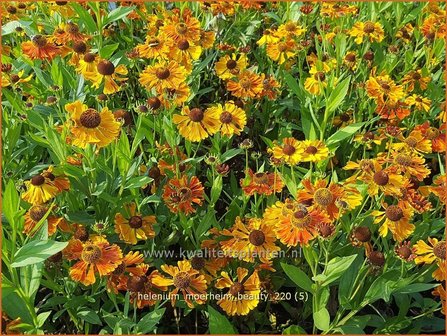 Helenium &amp;#39;Moerheim Beauty&amp;#39; | Zonnekruid | Sonnenbraut